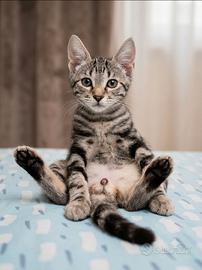 Gattini