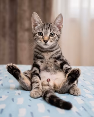 Gattini