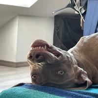 Cane disponibile per monta