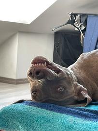 Cane disponibile per monta