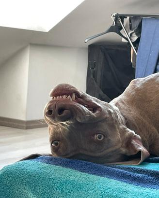 Cane disponibile per monta