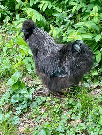 Gallo Moroseta di 15 mesi