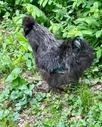 Gallo Moroseta di 15 mesi