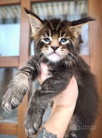 Maine Coon