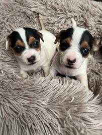 Cuccioli di jack russel