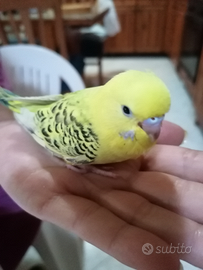 Cocorite, Pappagalli affettuosi