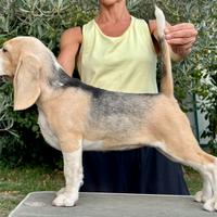 Beagle