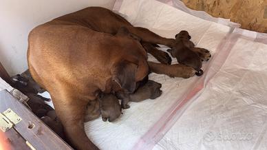 Cuccioli di boxer