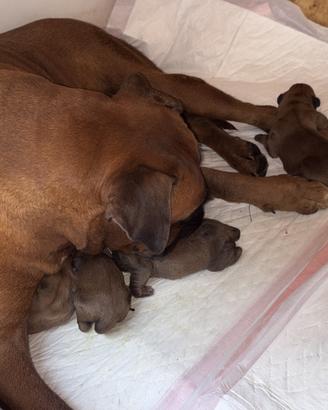 Cuccioli di boxer