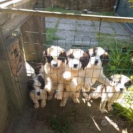 Cuccioli di san Bernardo