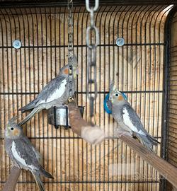 Calopsite Ancestrale