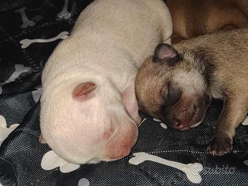 chihuahua cuccioli 