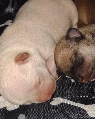 chihuahua cuccioli 