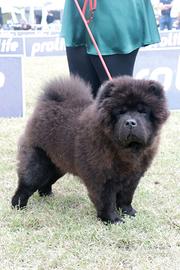 Chow chow maschio per monta
