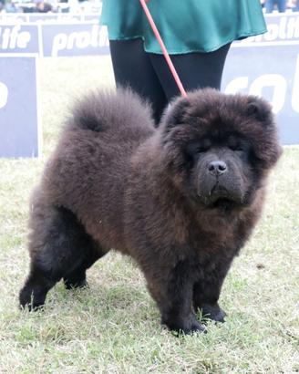Chow chow maschio per monta