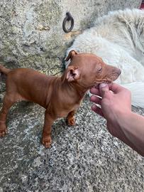 Cuccioli di Cirneco dell'Etna