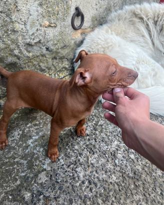 Cuccioli di Cirneco dell'Etna