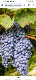 Uva Cabernet Sauvignon