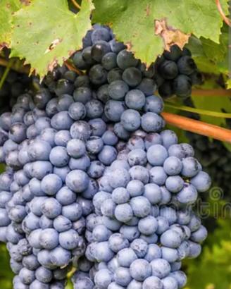 Uva Cabernet Sauvignon