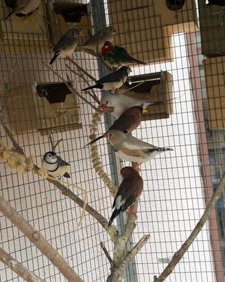 Intero allevamento esotici