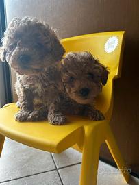 Ultimo cucciolo barboncino di tre mesi circa