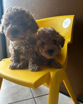 Ultimo cucciolo barboncino di tre mesi circa