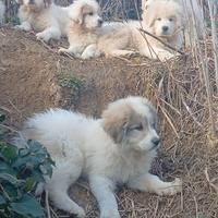 Ultimo cucciolo da protezione