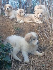Ultimo cucciolo da protezione