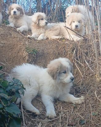 Ultimo cucciolo da protezione