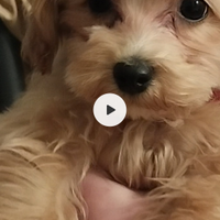 Maltipoo femminuccia