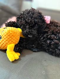 Cucciola Barboncino Nano Nero