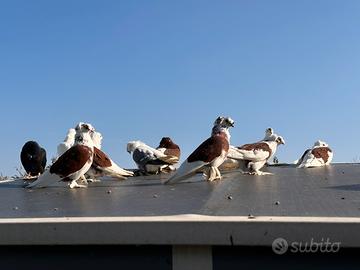 I colombi sono nati a maggio del 2025