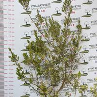 Pianta mirtus/mirto variegata