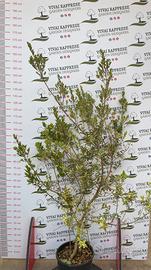 Pianta mirtus/mirto variegata