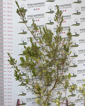 Pianta mirtus/mirto variegata
