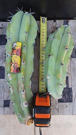 Myrtillocactus talee GROSSE - Cactus Piante Grasse