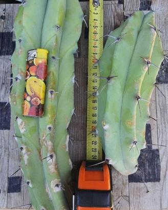 Myrtillocactus talee GROSSE - Cactus Piante Grasse