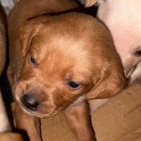 Cuccioli maschi e femmine di bracco lagotto