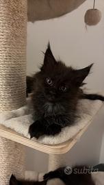 Maine coon con pedigree