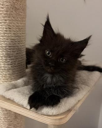 Maine coon con pedigree