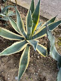 Agave striata