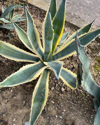 Agave striata