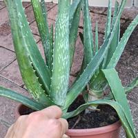 Aloe vera tre piante in vaso