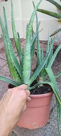 Aloe vera tre piante in vaso