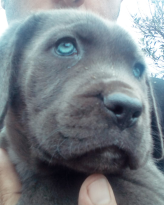Cuccioli Corso grigio blu e formentino pedigree