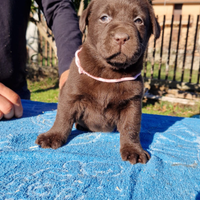 Cuccioli di labrador con pedigree