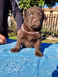 Cuccioli di labrador con pedigree