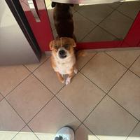 Cucciolo di meticcio