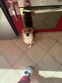 Cucciolo di meticcio