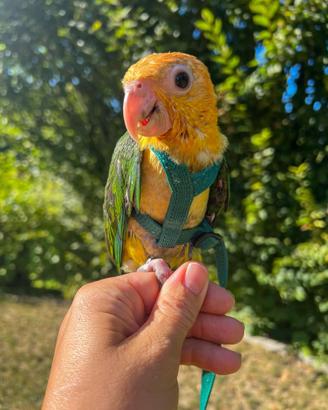 Caicco a testa gialla allevato amano